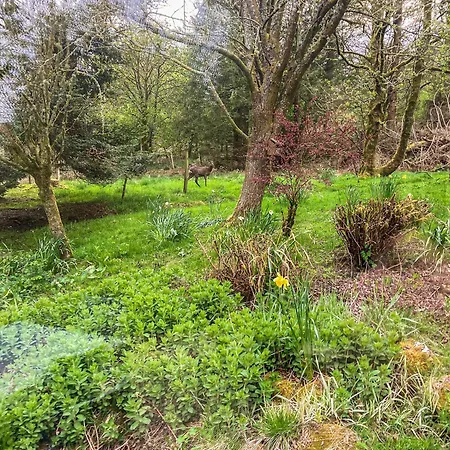 Red Squirrel Haven Hawes